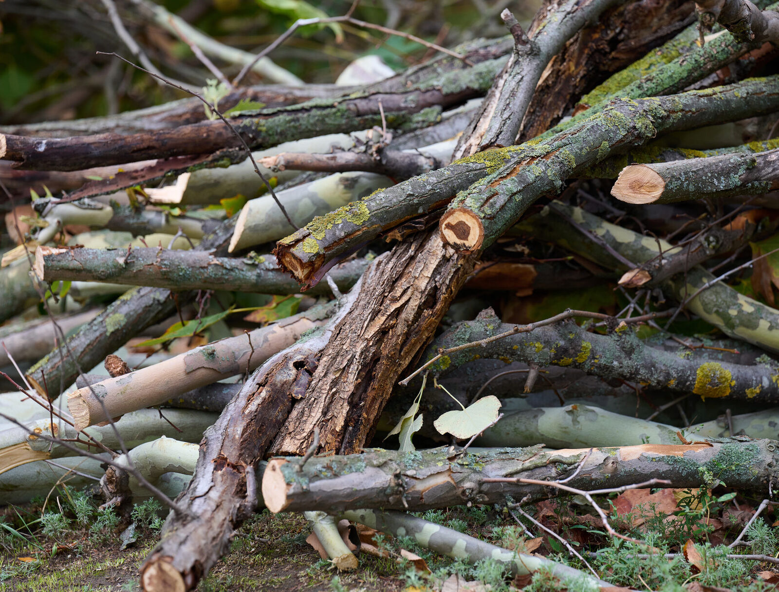 Neatly stacked cut tree trunk rounds after a professional removal, ready for recycling