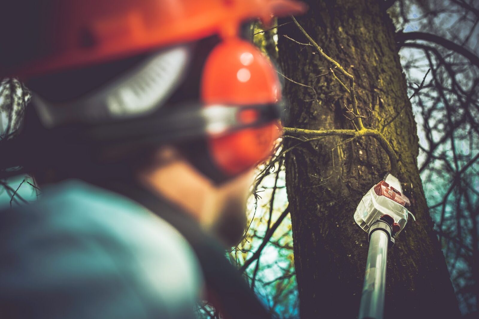 Arborist pruning a tree in a Johannesburg suburb