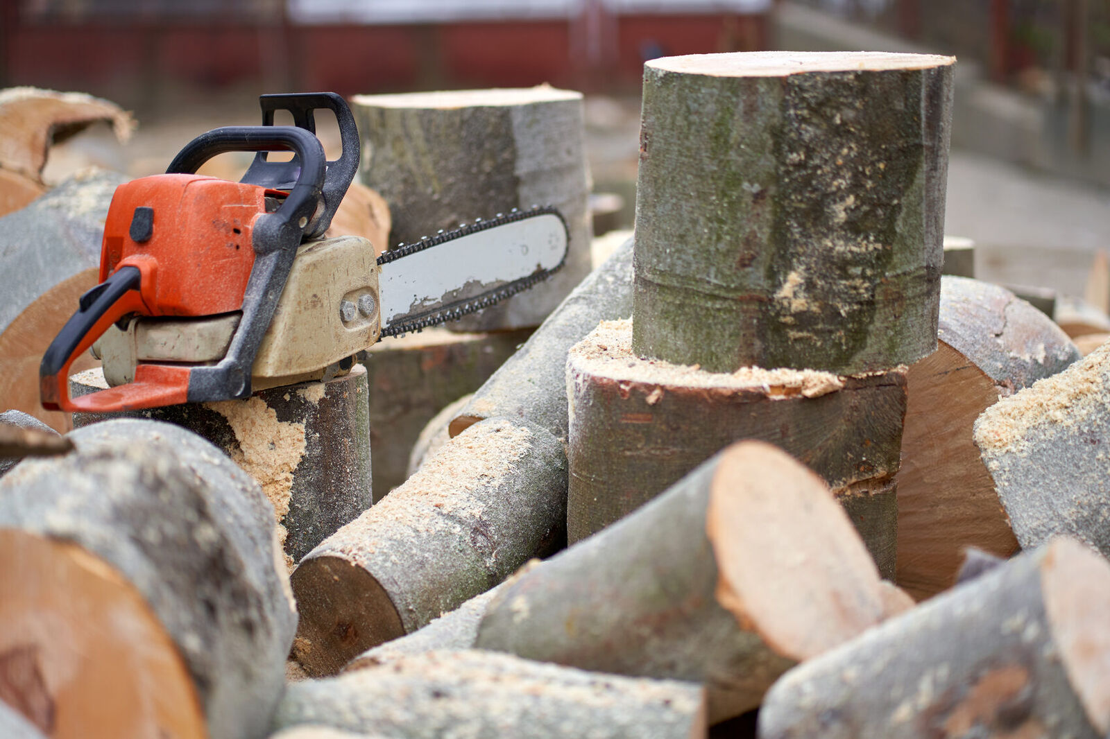 Fresh-cut timber after tree felling, the stump stage follows