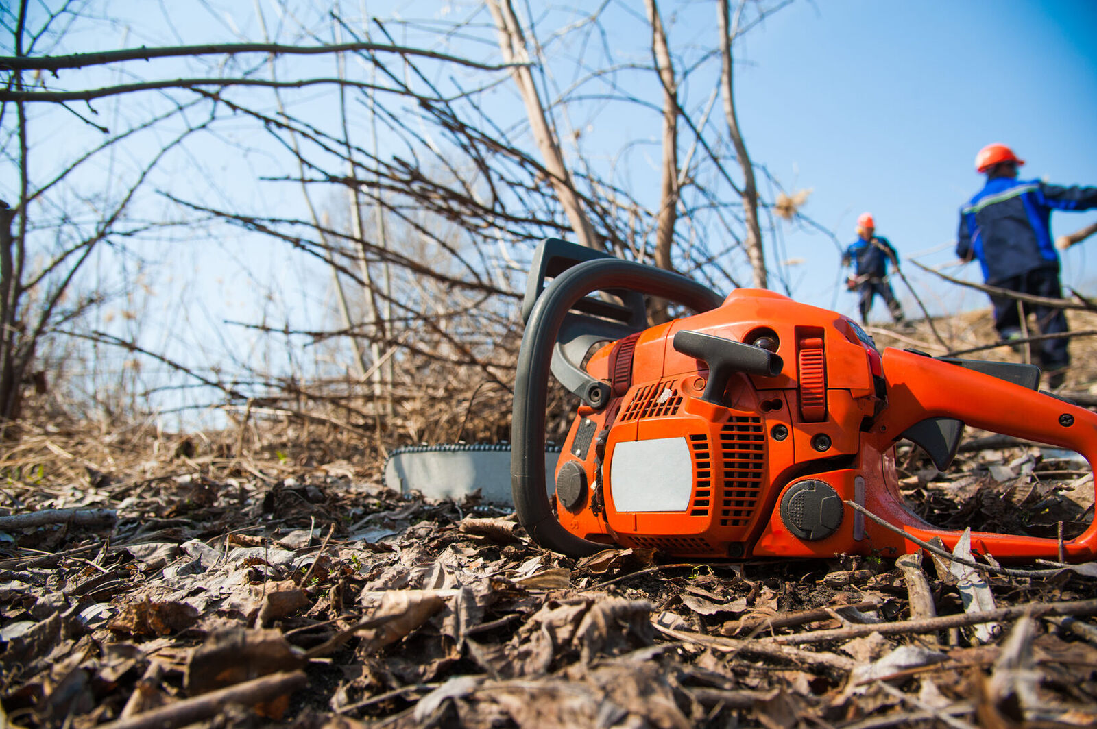 Tree felling and tree care in Edenvale