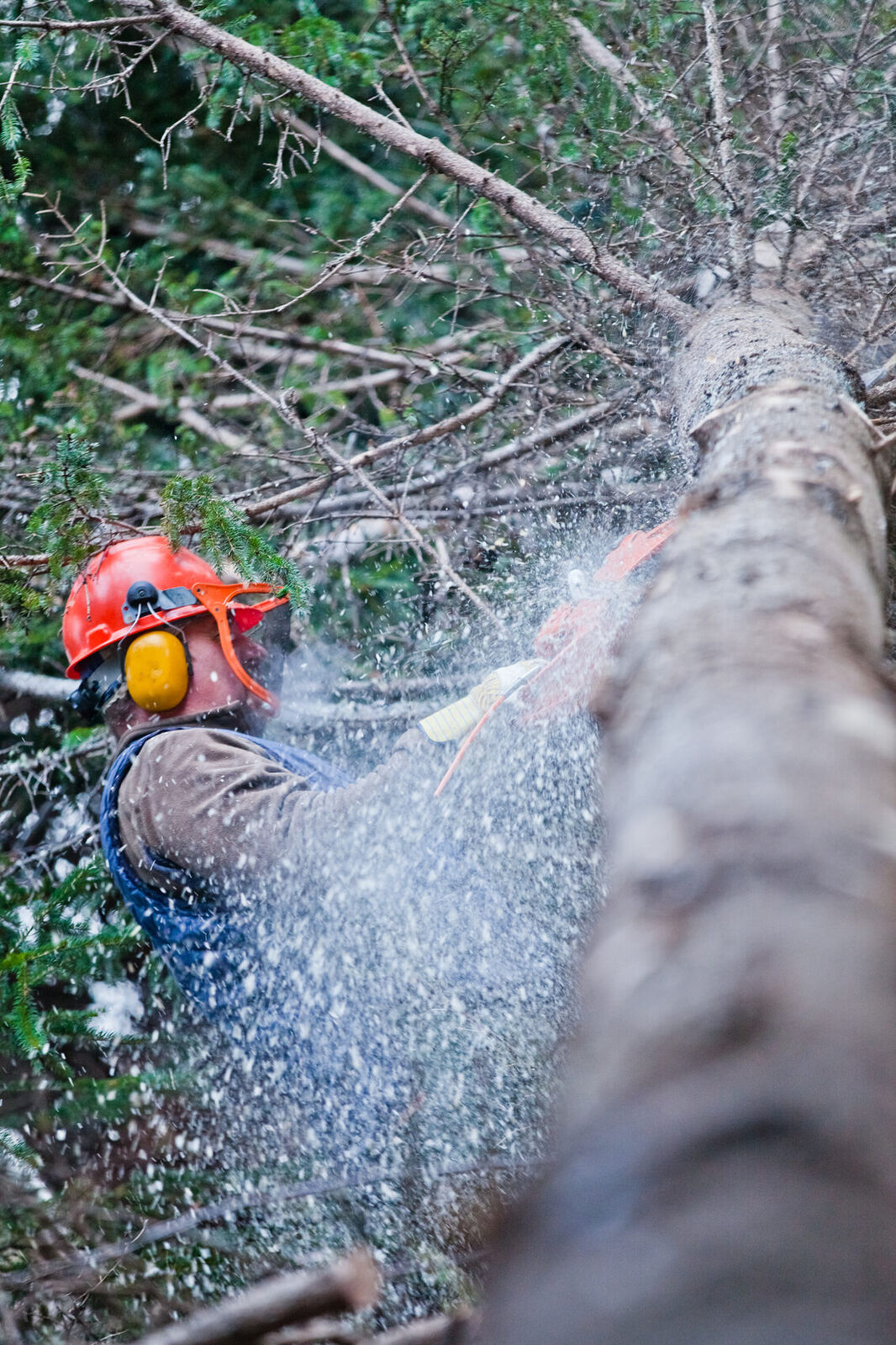 Tree felling and tree care in Bloemfontein