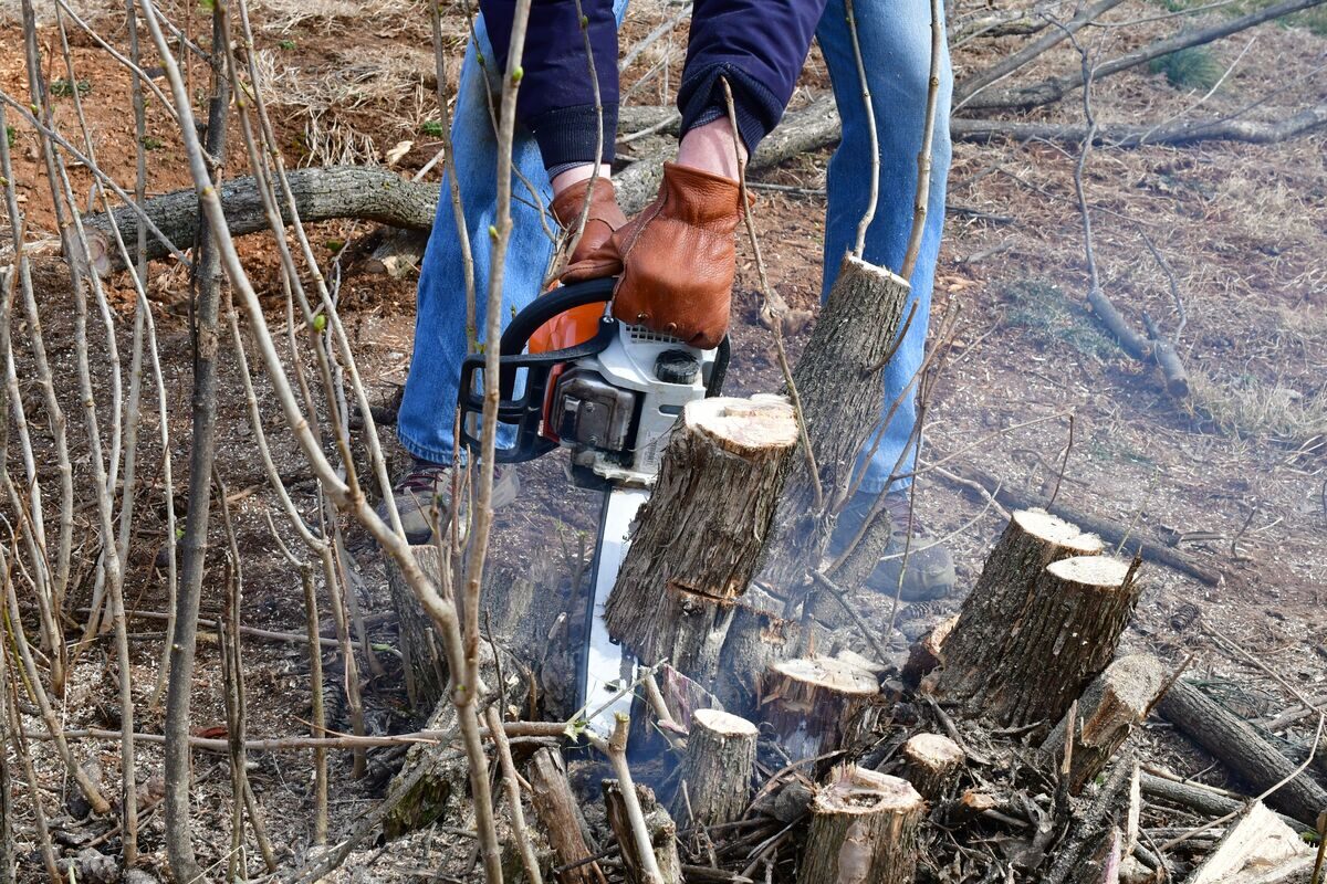 An arborist pruning and trimming overgrown tree branches with a chainsaw