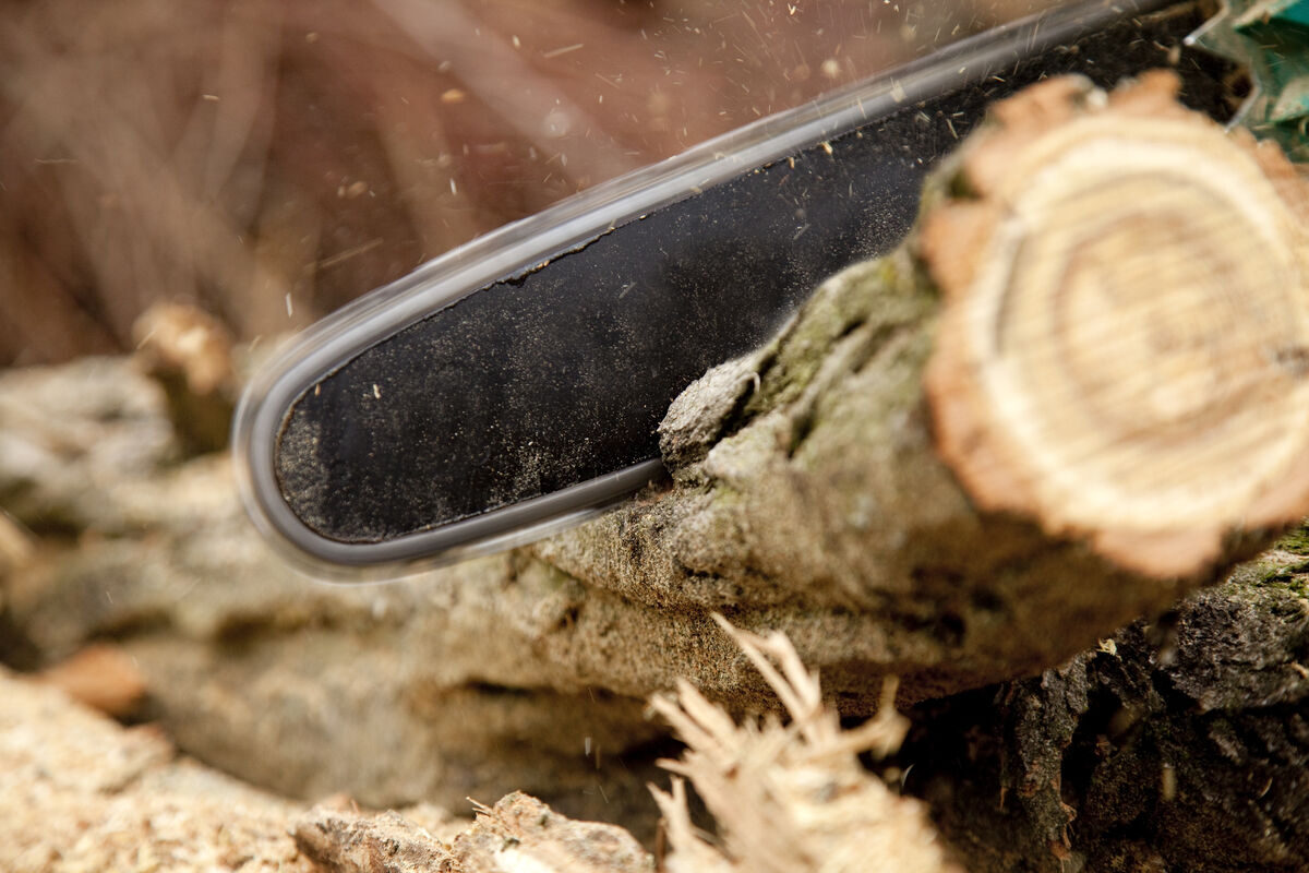 A chainsaw cutting through a tree stump at ground level