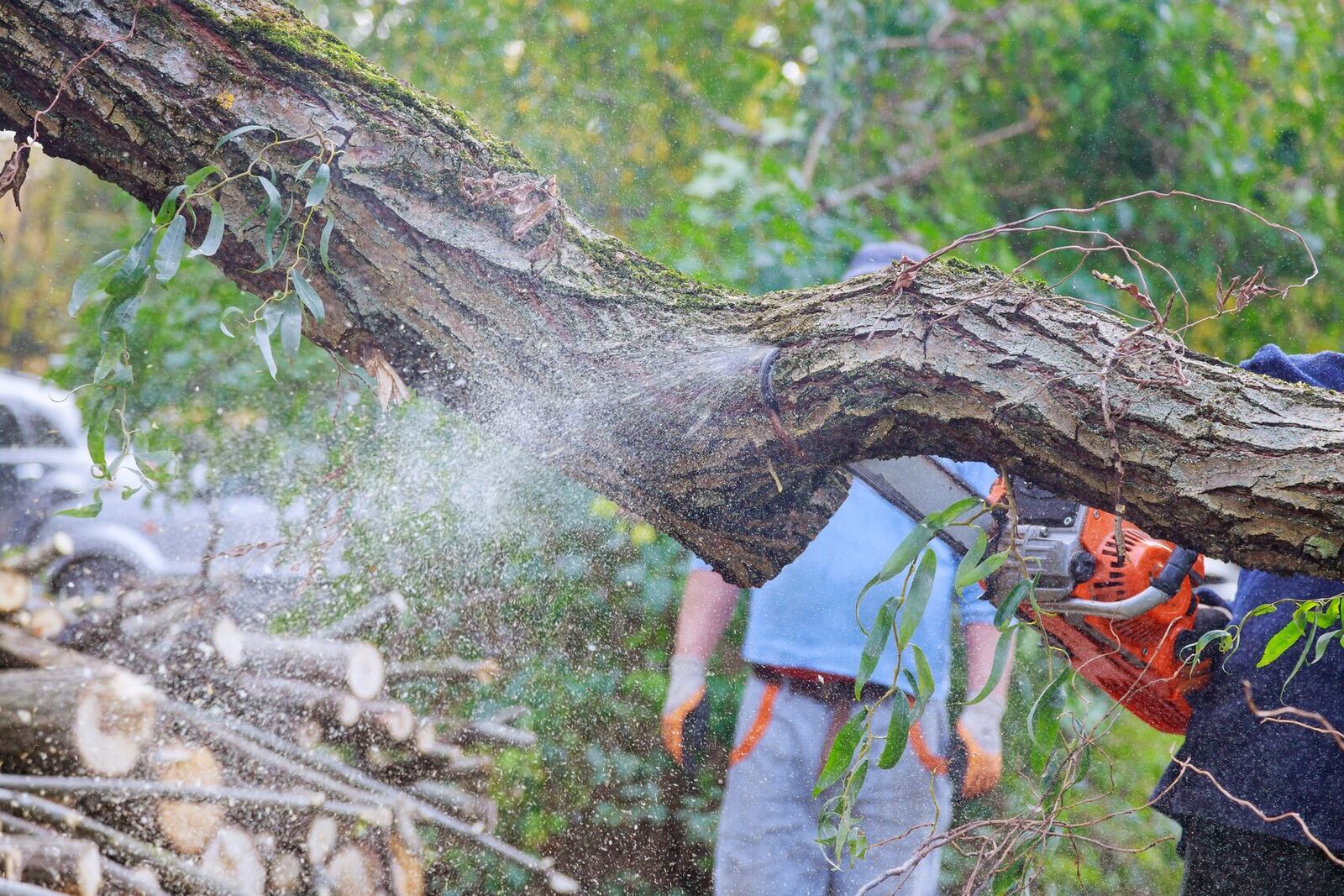 Fourways tree service
