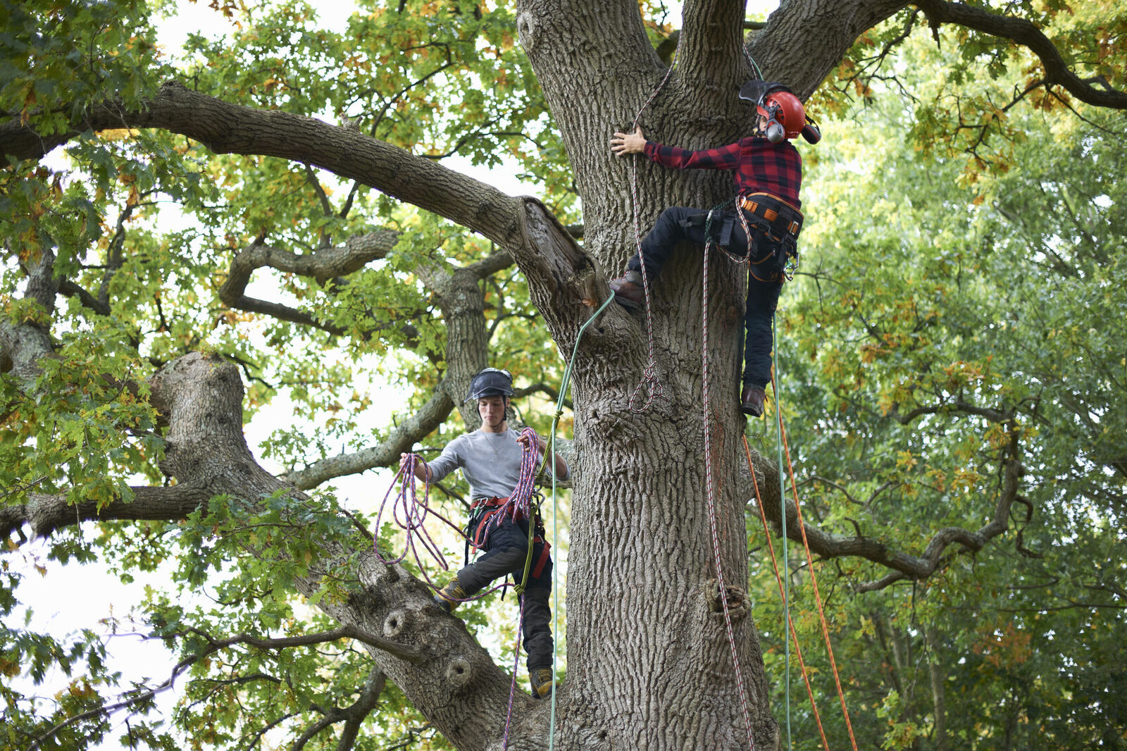 Tree workers high in a canopy removing dead branches